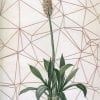 Embroidery art on antique plant drawing, tan geometric thread grid