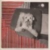Dog Show - Image 3