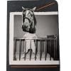 Horse Head