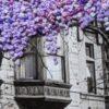 Under the Lilacs - Image 3