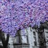Under the Lilacs - Image 2